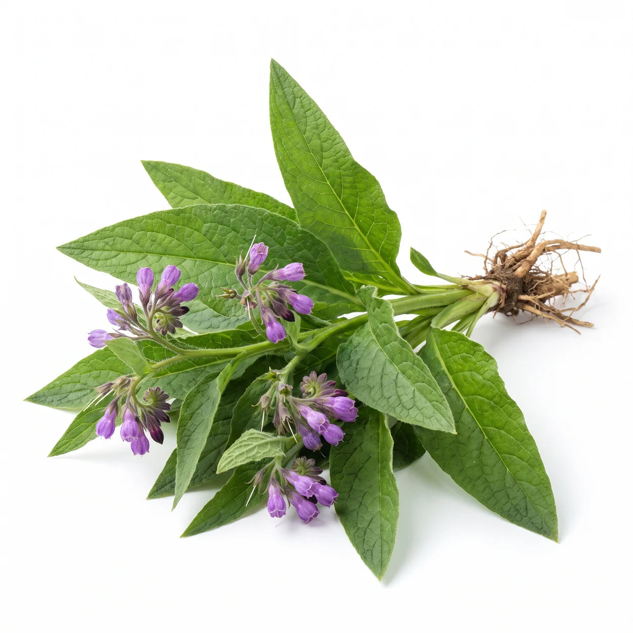Comfrey